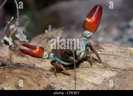 Amerikanische Signal Krebse, Pacifastacus Leniusculus, UK Stockfoto