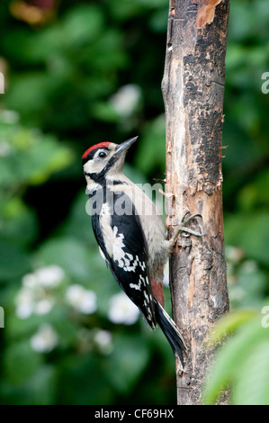Nahaufnahme eines männlichen Buntspecht klammerte sich an toter Baum Stockfoto