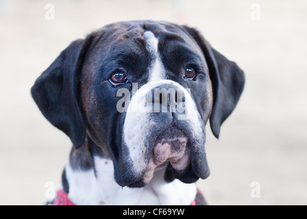 Kopf eines Boxer-Hund Stockfoto