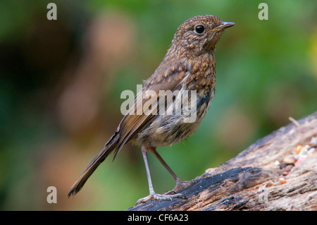 Robin Erithacus Rubecula Küken Nähe Porträt, Garten in Sussex, UK Stockfoto