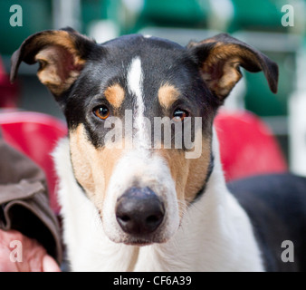 Glatte beschichtete collie Stockfoto