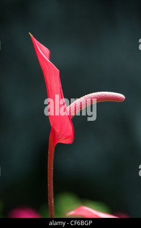 Vertikal ausgerichtete Bild der roten Anthurien auf dunklem Hintergrund. Stockfoto