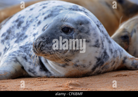 Eine Dichtung am Sande von Forvie, Newburgh, Aberdeenshire, Schottland Stockfoto