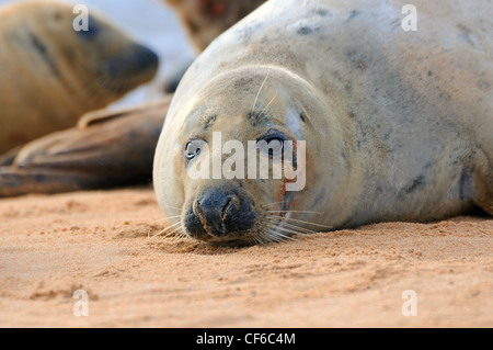 Eine Dichtung am Sande von Forvie, Newburgh, Aberdeenshire, Schottland Stockfoto