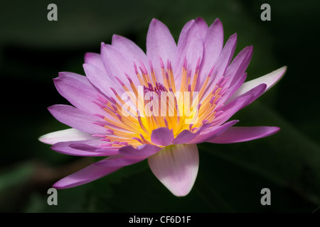 Horizontale Closeup Bild der schönen lila Seerose auf schwarzem Hintergrund. Stockfoto