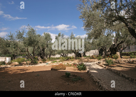 Jerusalem-Garten von Gethsemane Stockfoto