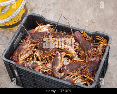 Kiste mit frisch gefangen live Krebse Stockfoto