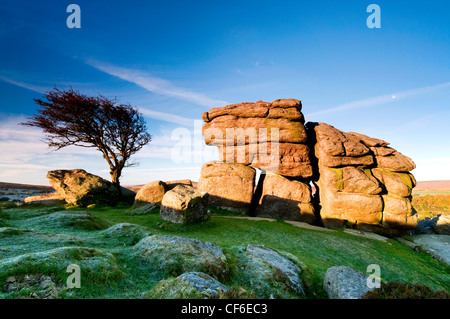 Felsen und Weißdorn Baum auf Sattel Tor im Dartmoor National Park. Stockfoto