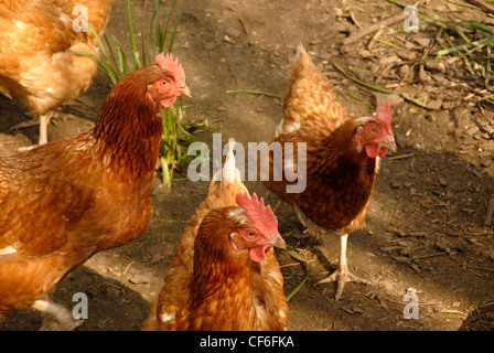 Nahaufnahme von drei Rhode Island Red Hühner in Freilandhaltung sonnige Atmosphäre. Stockfoto