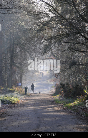 Menschen zu Fuß zwischen Allee der Bäume im Nebel oder Nebel umgeben sehr Saisonale Stockfoto