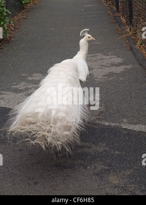 Weißer Pfau Stockfoto