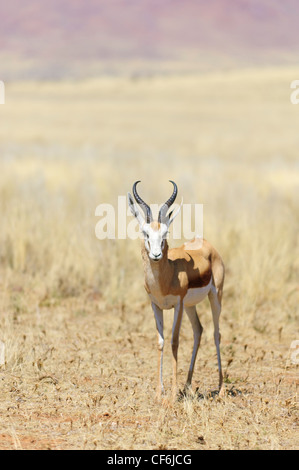 Einzigen männlichen Springbock (Antidorcas Marsupialis). Namib-Wüste, Namibia. Stockfoto