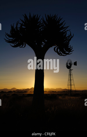 Qiuver Baum (Aloe Dichotoma) und Windmühle bei Sonnenuntergang, Namib-Wüste, Namibia. Stockfoto