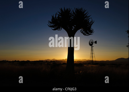 Qiuver Baum (Aloe Dichotoma) und Windmühle bei Sonnenuntergang, Namib-Wüste, Namibia. Stockfoto