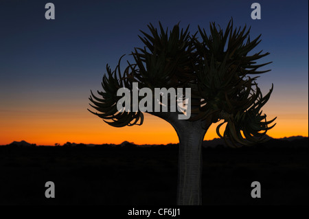 Qiuver Baum (Aloe Dichotoma) bei Sonnenuntergang, Namib-Wüste, Namibia. Stockfoto