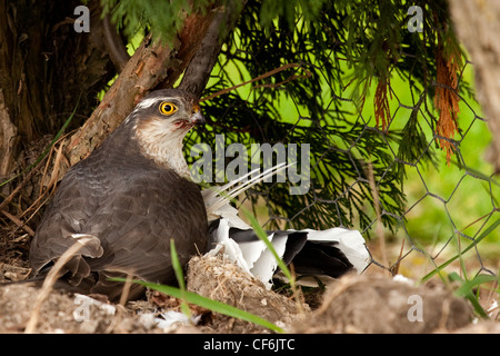 Sperber - Accipiter nisus Stockfoto