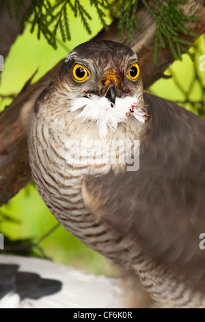 Sperber - Accipiter nisus Stockfoto