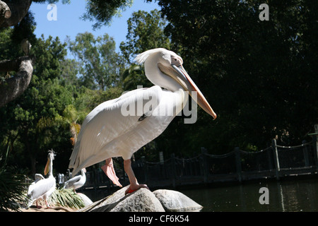 Bilder von San Diego, Kalifornien, San Diego Zoo, amerikanische Pelikan Stockfoto