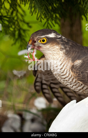 Sperber - Accipiter nisus Stockfoto