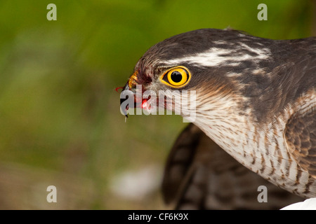 Sperber - Accipiter nisus Stockfoto