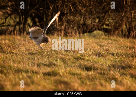 Sumpfohreule - Asio flammeus Stockfoto