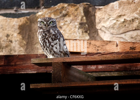 Steinkauz - Athene noctua Stockfoto