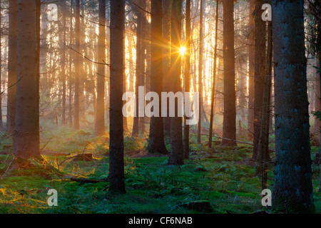 Erste Sonnenstrahlen auf Moos und Farnen in einem dunklen Kiefernwald. Stockfoto