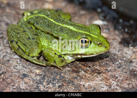 Nahaufnahme von einem grünen Seefrosch (Rana Ridibunda) auf einem Baumstamm. Stockfoto