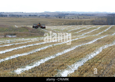 LANDWIRTSCHAFT IN DER KANADISCHEN PRÄRIE KORN-LANDWIRTSCHAFT Stockfoto