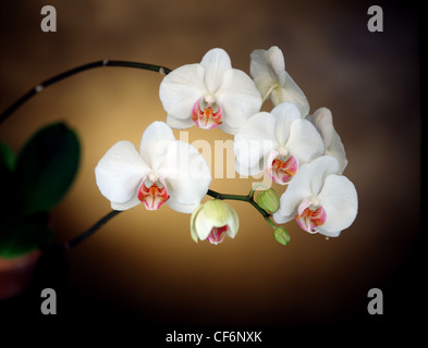 Phalaenopsis White Orchid in dramatischen Studio Fotografie Stockfoto