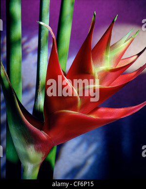 Heliconia caribea Blume, Studio-Foto mit buntem Hintergrund. Einzelne, leuchtend rot orange exotische tropische Blume vor grünen vertikalen Stielen. Stockfoto