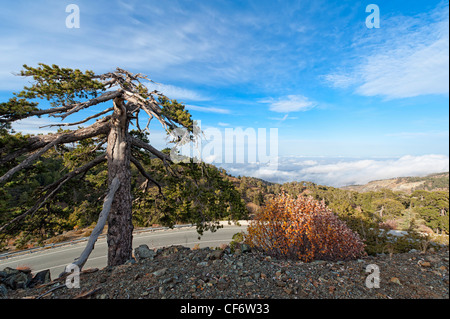 Troodos-Gebirge, Zypern Stockfoto