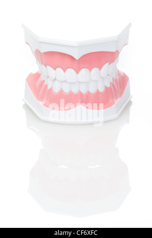 Dental Modellzähne auf isolierte Hintergrund Stockfoto