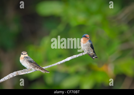 Eine männliche und weibliche pazifische Schwalbe (Hirundo Tahitica) entspannen Sie auf einem Zweig in einen Mangrovenwald in der Nähe von Krabi, Thailand. Stockfoto