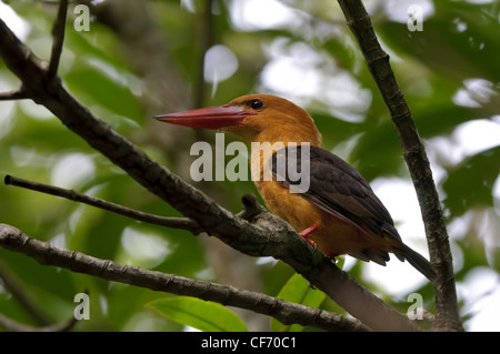 Ein braun-winged Eisvogel (Pelargopsis Amauroptera) schlägt eine majestätische Pose in einen Mangrovenwald in der Nähe von Krabi, Thailand. Stockfoto