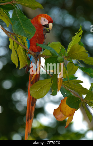 Snacks auf Mandeln in den frühen Morgenstunden in der Nähe von Carara Nationalpark. Stockfoto