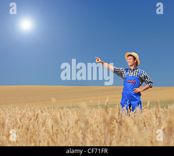 Junglandwirt zeigt in einem Weizenfeld, Mazedonien Stockfoto