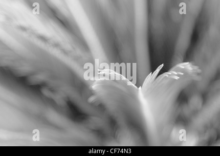 CYCAS Revoluta - die Sagopalme Stockfoto