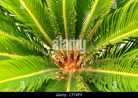 CYCAS Revoluta - die Sagopalme Stockfoto