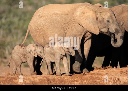 Afrikanischer Elefant Kuh (Loxodonta Africana) mit kleinen Kälbern, Südafrika Stockfoto