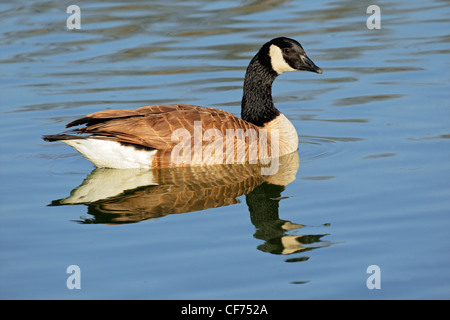 Kanadagans (Branta Canadensis) Baden im Teich mit Reflexion Stockfoto