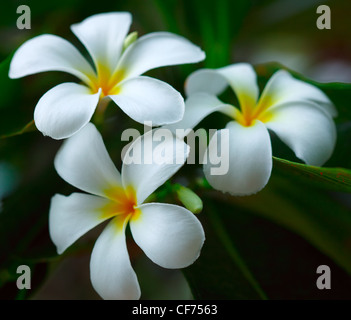 Blüten weiß Plumeria, flachen DOF. Stockfoto