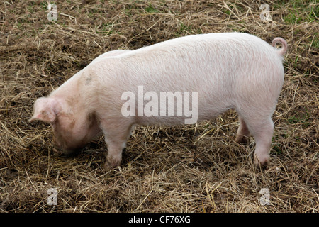 British lop eared Schweine wühlen Stockfoto