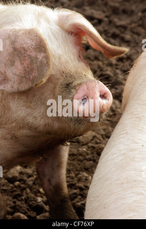 British lop eared Schweine wühlen Stockfoto