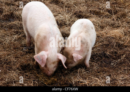 British lop eared Schweine wühlen Stockfoto