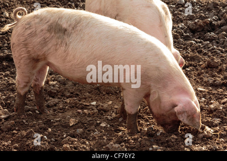 British lop eared Schweine wühlen Stockfoto