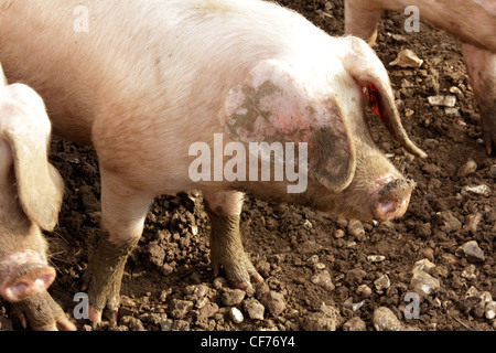 British lop eared Schweine wühlen Stockfoto