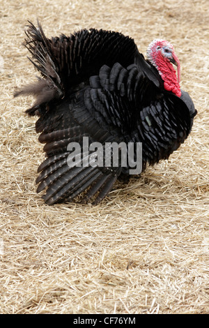 Schwarz-Norfolk-Türkei Stockfoto