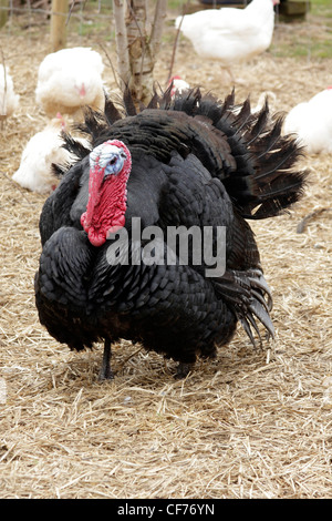 Schwarz-Norfolk-Türkei Stockfoto