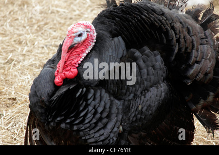 Schwarz-Norfolk-Türkei Stockfoto